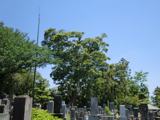 CIMG1541.JPG