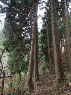 PC150110.jpg