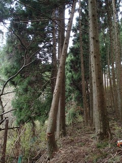 PC150112.jpg